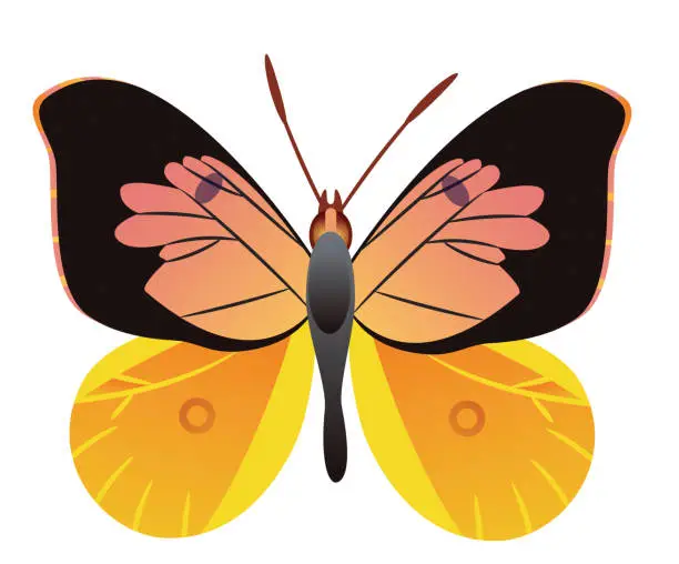 Vector illustration of California Dogface Butterfly, Zerene eurydice