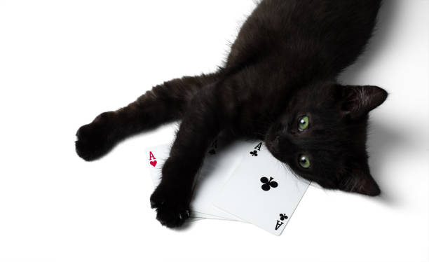istock Black kitten lying on a square of four aces. Isolated on a white background 1062230246