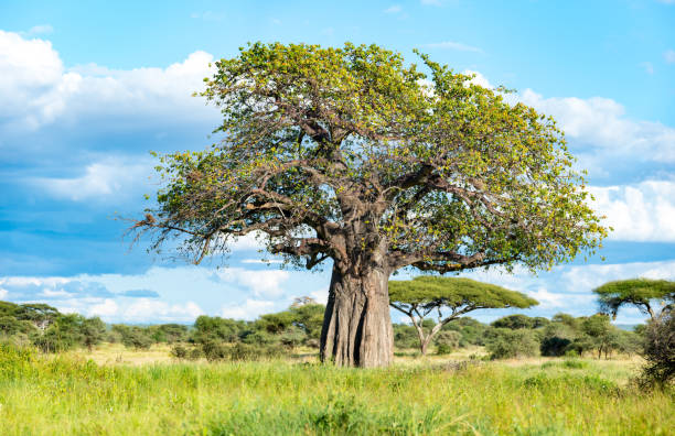 баобаб дерево или дерево жизни в танзании - african baobab стоковые фото и изображения