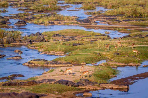 istock Common Impala in Kruger National park, South Africa 1062234064