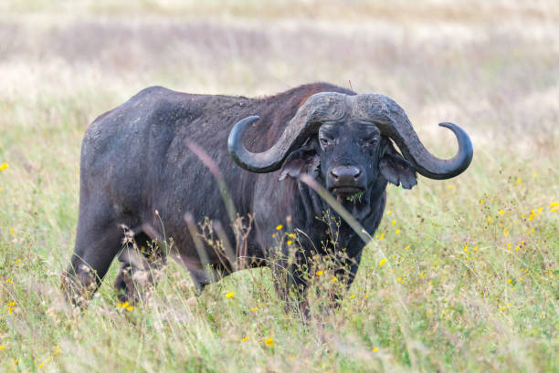 istock Cape Buffalo Grazing in Tanzania 1062234072