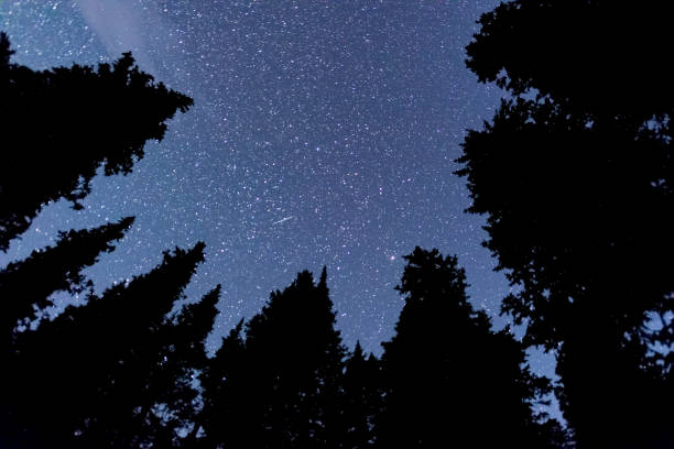 istock In a Forest Looking Up at the Stars 1062234120
