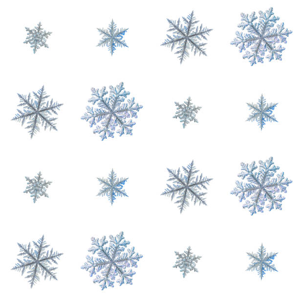 Set with snowflakes isolated on white background. Macro photo of real snow crystals: elegant stellar dendrites with complex ornate shapes, relief surface, hexagonal symmetry and intricate details.