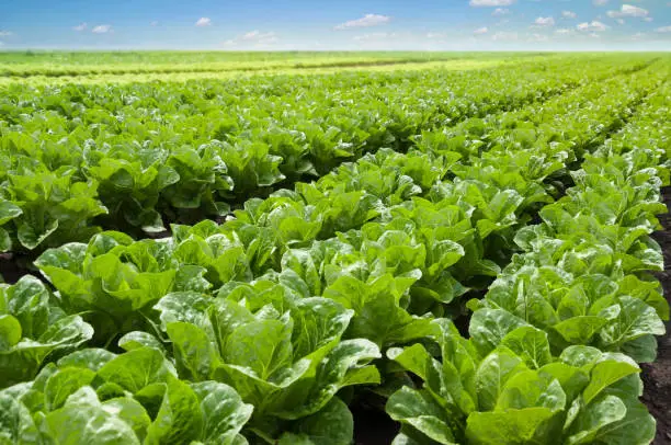 Photo of Growing lettuce in rows in a field on a sunny day.