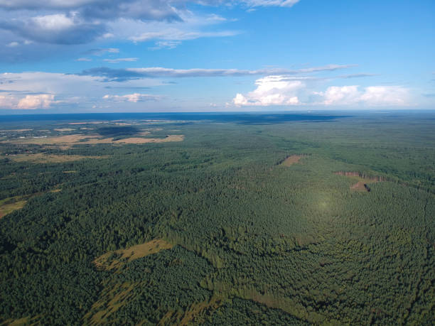 istock The forest from the height of a summer's day 1062235858