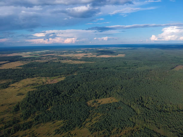 istock The forest from the height of a summer's day 1062235860