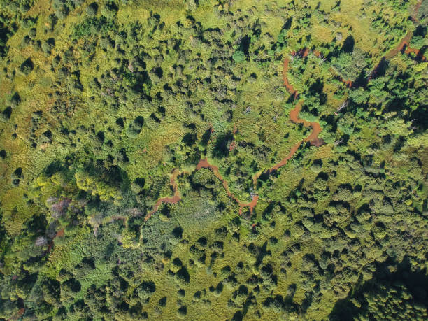 istock Views of a vast array of forest and river from the height of 1062236012