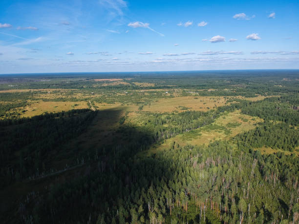 istock View of the burned forest from a height 1062236482