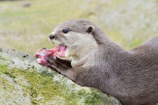 lontra de garras curtas oriental - oriental short clawed otter - fotografias e filmes do acervo