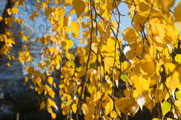 istock yellow autumn birch leaves on twig selective focus 1062242874