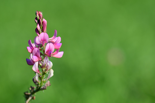 Close up of a common sainfoin (onobrychis viciifolia) flower in bloom with a green background
