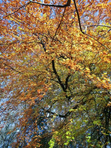 istock Autumn leaves, river and bridge 1062249614