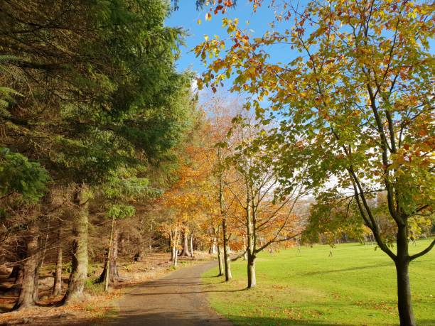 istock Ladies walking dogs in woods 1062249916