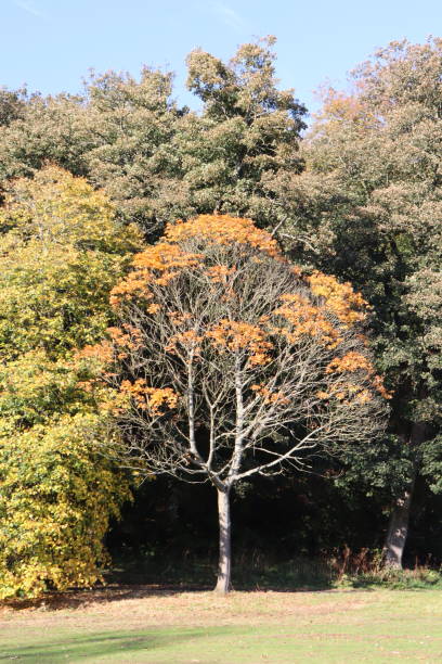 istock Autumn leaves, river and bridge 1062250556