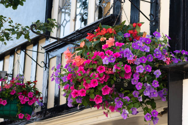 Beautiful mixture of various vibrant colored flowers in a hanging baskets on a house wall. Red and orange begonias, pink and purple petunias and pinkish geranium. stock photo