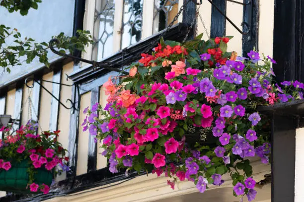 Beautiful mixture of various vibrant colored flowers in a hanging baskets on a house wall. Red and orange begonias, pink and purple petunias and pinkish geranium.
