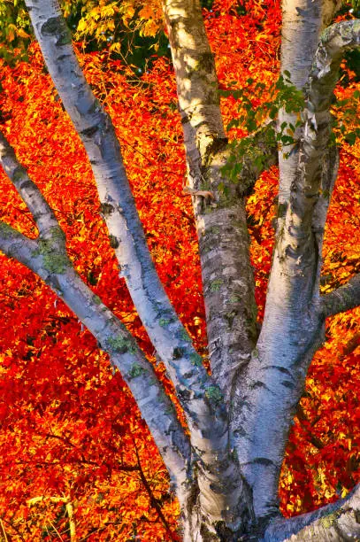 Fall foliage  creates a fire-like effect.