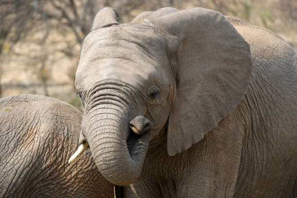 istock Young Elephant Shows Off His Trunk 1062259688