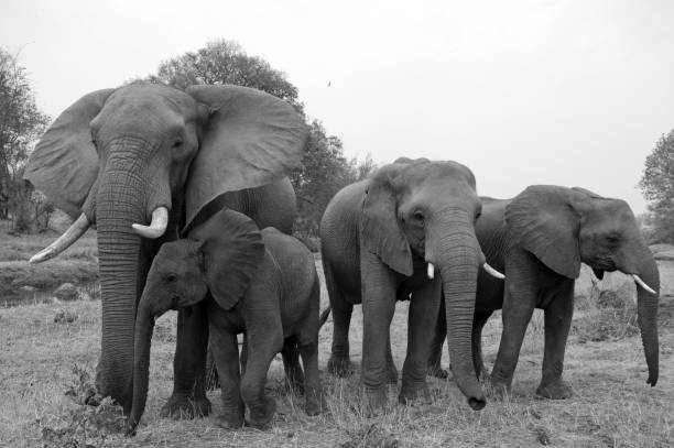 istock Element Family in Zimbabwe 1062259738
