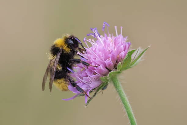 istock a bee covered with pink pollen is resting on a flower 1062261660