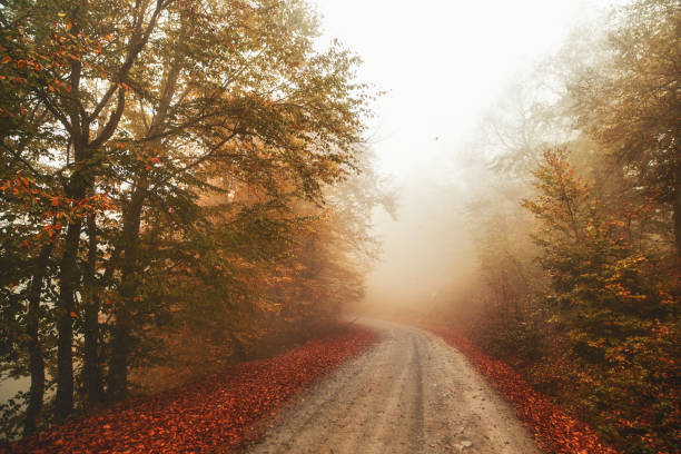 Photo of mountain road in the fog and autumn view