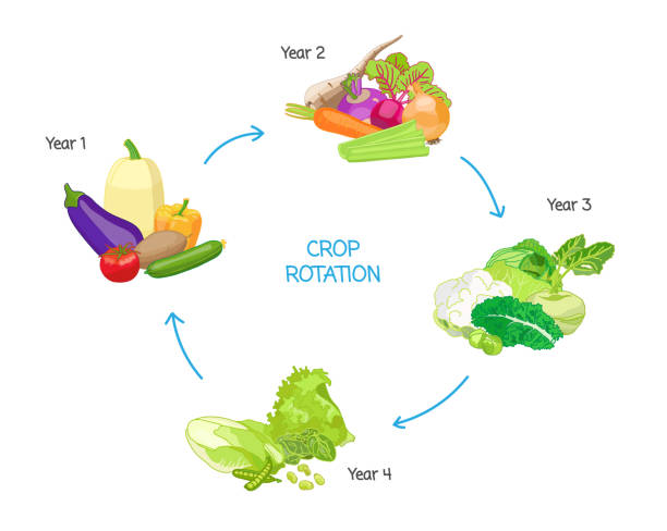 illustrations, cliparts, dessins animés et icônes de pratiques agricoles de la rotation des cultures, agriculture cycle saisonnier, système de renouvellement de l’énergie nutritive du sol - nutritional