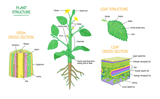 Plant structure and cross section diagrams, botanical microbiology vector illustration schemes collection. Stem and leaves labeled closeup drawings with layers and cells. Educational biology poster.