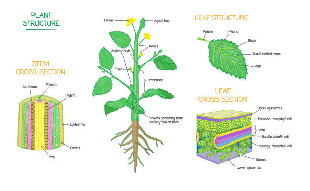 Plant structure and cross section botanical biology labeled diagrams collection Plant structure and cross section diagrams, botanical microbiology vector illustration schemes collection. Stem and leaves labeled closeup drawings with layers and cells. Educational biology poster. stomata stock illustrations