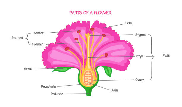 teil der blume biologische diagramm vektor-illustration zeichnen mit pädagogischen systems. - flower anatomy stock-grafiken, -clipart, -cartoons und -symbole