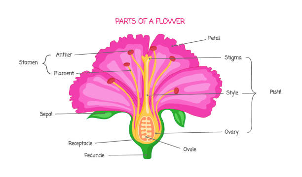 Part of a flower biological diagram, vector illustration drawing with educational scheme. Part of a flower biological diagram, vector illustration drawing with educational scheme. Labeled plant cross section with ovary, pistil, sepal and stamen. pistil stock illustrations