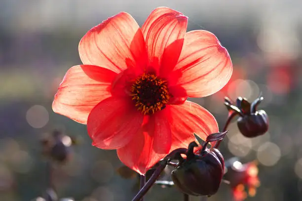 high-key close-up silhouette image in full length of red colored Single Dahlia flower with sunlight shining through, buds in foreground and beautiful bokeh in background. Photo taken in National Botanic Garden of Latvia in Salaspils on October 25, 2018.