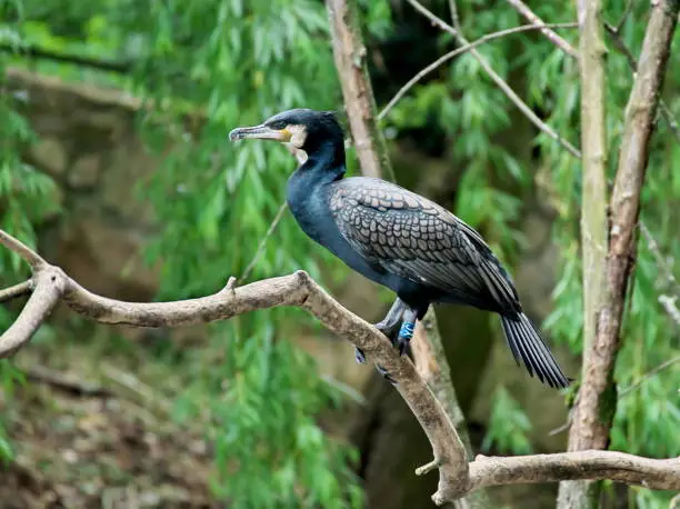 Portrait image in warm colors of a Phalacrocorax carbo (great cormorant, great black cormorant, black cormorant, large cormorant, black shag) standing on the branch