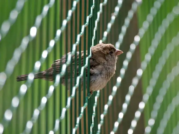 close–up portrait image in warm colors with selective focus of Passer domesticus (house sparrow, Haussperling) sitting in the green welded wire mesh fence