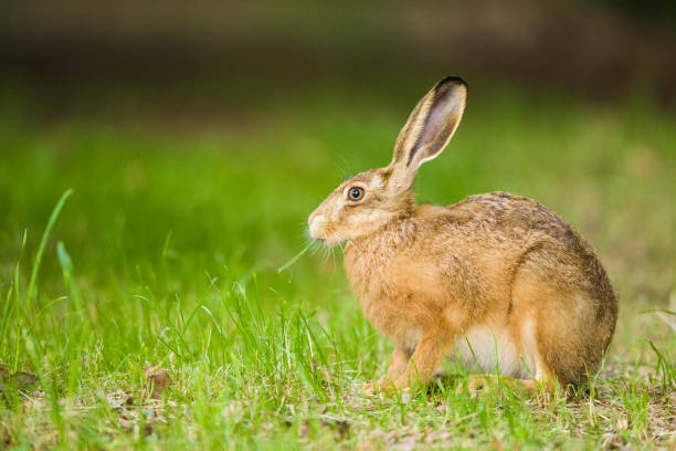 istock European Brown hare in meadow 1062263752