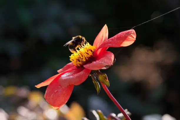 high contrast close-up image in full length of a bumblebee sitting on the bright red dahlia flower with water drops on petals and spider silk thread on a warm sunny day