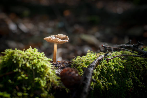야생 버섯의 그룹이을 숲에서 나무에 성장 한다. - moss fungus macro toadstool 뉴스 사진 이미지