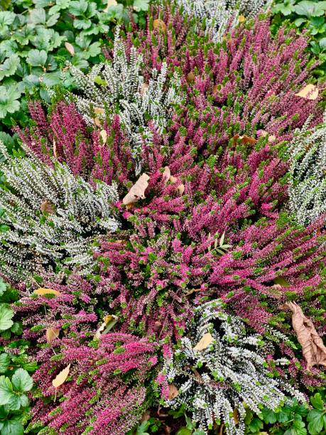 istock Erica - Erica carnea 1062275972