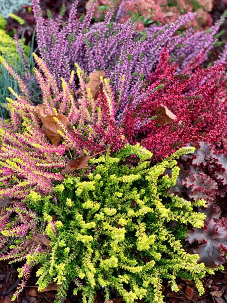 istock Erica - Erica carnea 1062276046