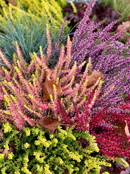 istock Erica - Erica carnea 1062276078