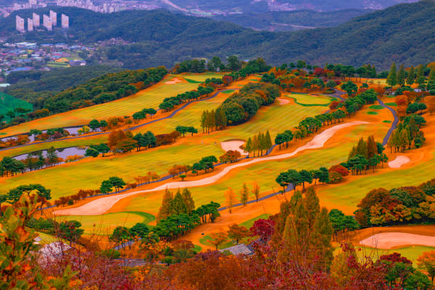 Golf course green grass is colored autumn