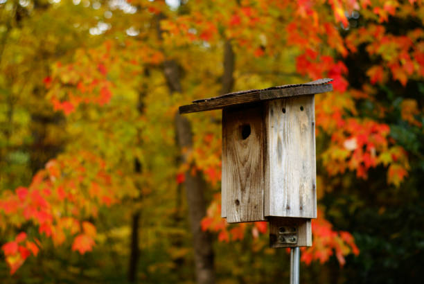 istock Birdhouse in Fall foliage 1062279832