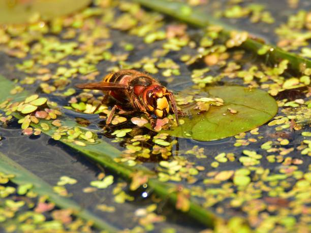 istock The European hornet (Vespa crabro) sitting on leaf 1062280004