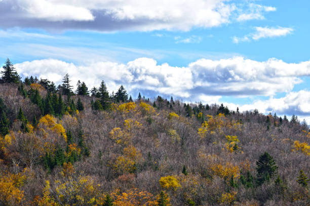 istock Autumn Forest New Brunswick Canada 1062280734