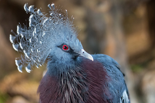Victoria crowned pigeon (Goura victoria). Beautiful bluish-grey bird with big lace-like crest, maroon breast and red eyes.