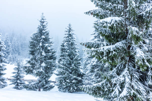 istock Beautiful winter landscape with snow covered trees. Winter mountains. 1062281040