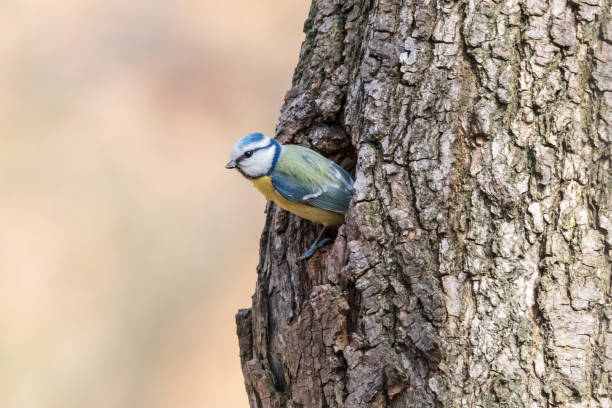 eurasian blue tit looking out of the nesting hole on tree trunk - bark bird warbler tree trunk imagens e fotografias de stock