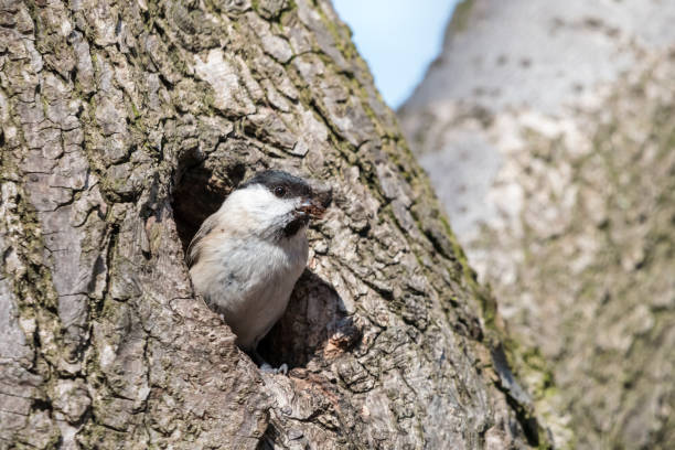 willow tit excavates nesting hole in decayed tree - bark bird warbler tree trunk imagens e fotografias de stock