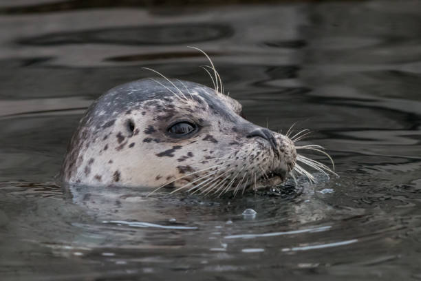 istock Common seal blowing bubbles in the water 1062283264