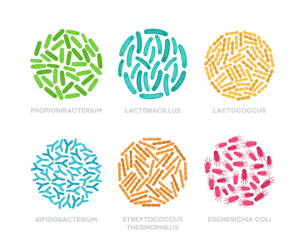 illustrations, cliparts, dessins animés et icônes de ensemble de bactéries probiotiques dans un cercle. micro-organismes bon coloré concept isolé sur fond blanc. propionibacterium, escherichia coli, bifidobacterium, lactobacillus, streptococcus thermophilus, lactococcus - lactobacillus