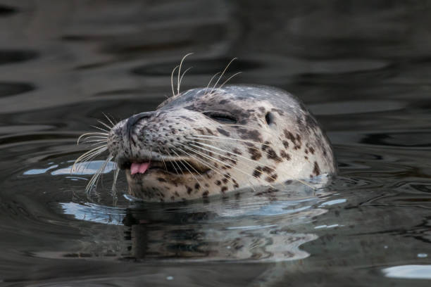 istock Common seal showing tongue in the water 1062286166